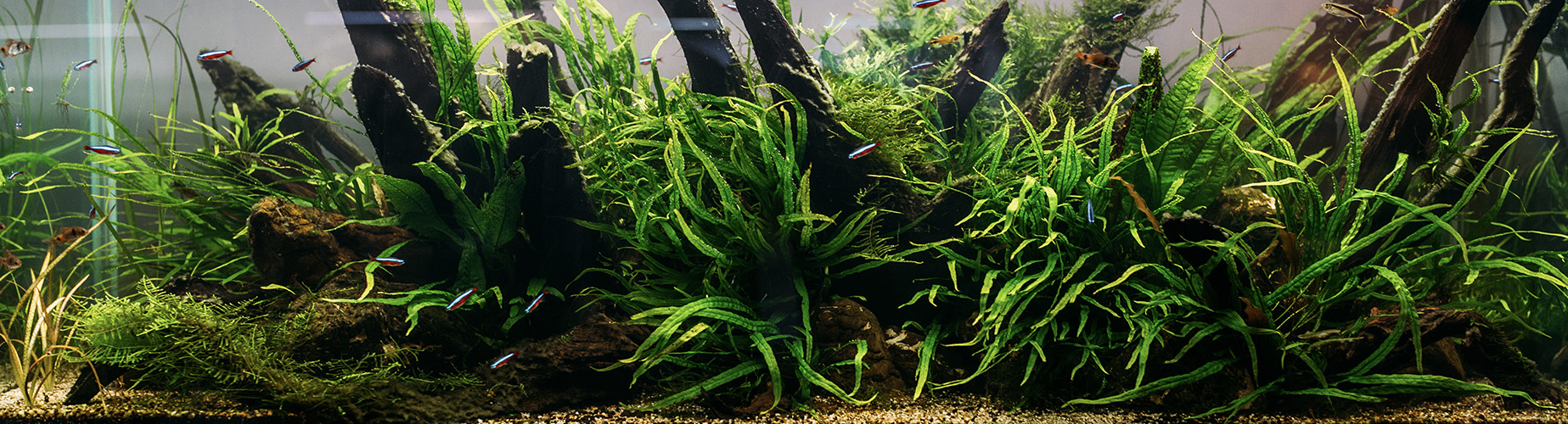 Freshwater