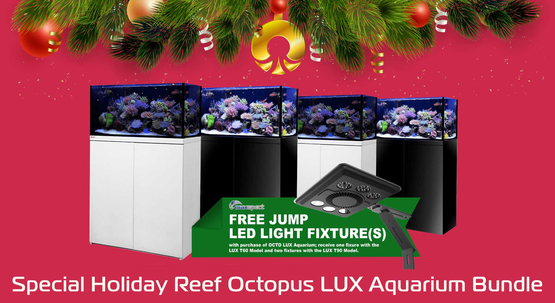 reef-octopus6
