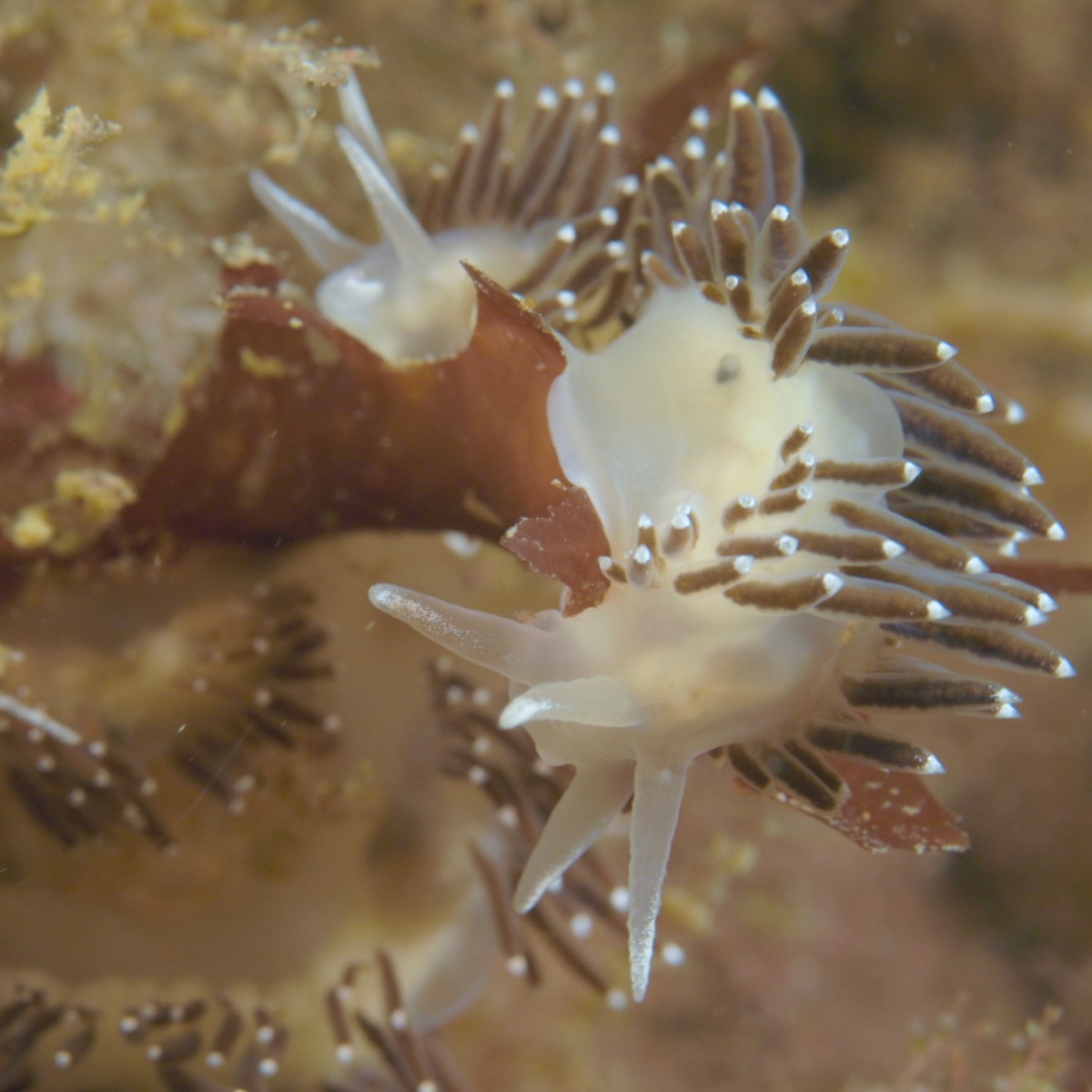 Nudibranch-Aiptasia_1x1