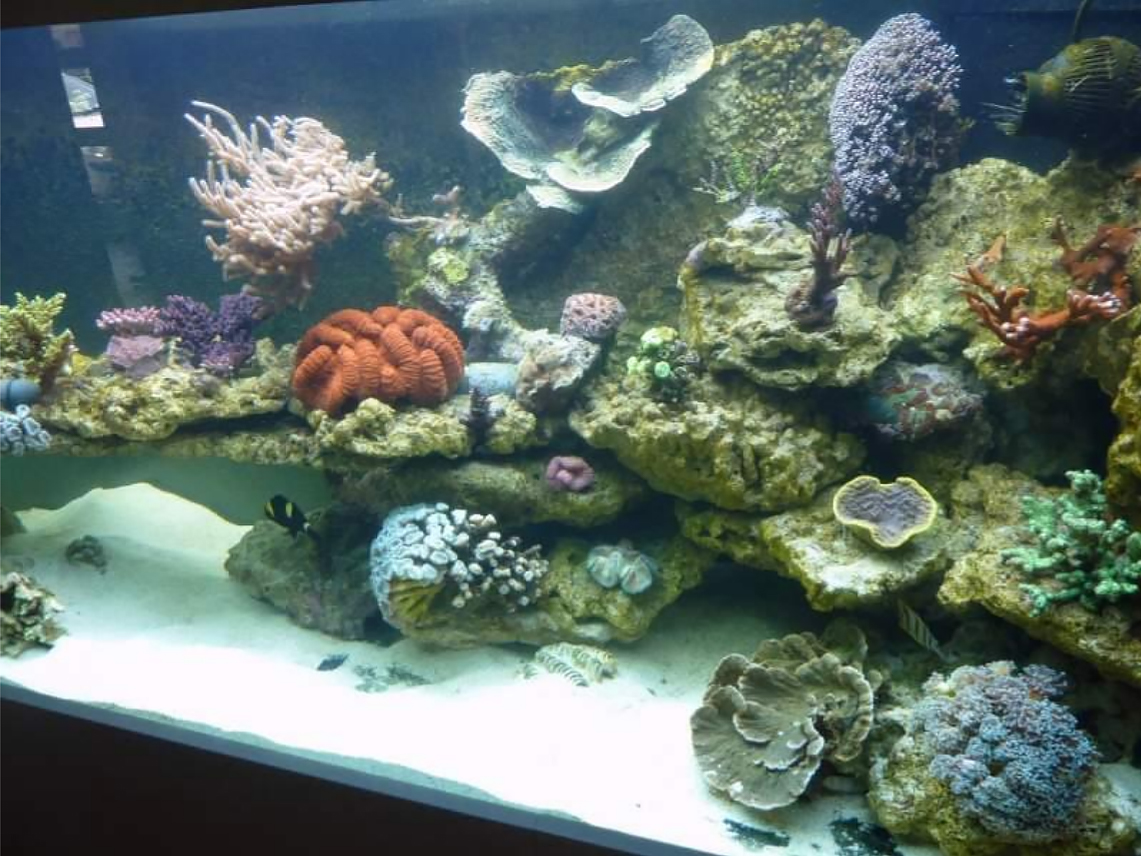 Philips CoralCare Engineer Luc Vogel's Aquarium Before LED Philips CoralCare Engineer Luc Vogel's Aquarium When it Was Still Illuminated by T5