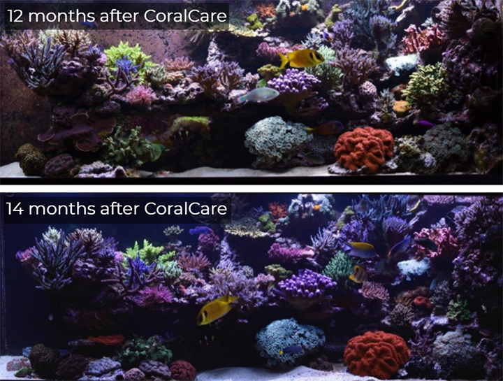 Luv Vogel of Philips Experienced Abundant Coral Growth Under the CoralCare Gen1 Prototype Lights Luv Vogel of Philips Experienced Abundant Coral Growth Under the CoralCare Gen1 Prototype Lights
