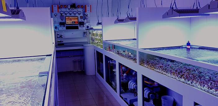 De Jong Marinelife's coral nursery with 15 Philips CoralCare Gen1.1 light fixtures in Spring 2019.