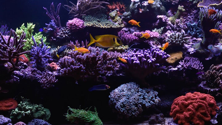 Luc Vogels' Reef Aquarium with Philips CoralCare Gen1 Lighting Luc Vogels' Reef Aquarium with Philips CoralCare Gen1 Lighting